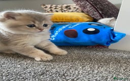 British Longhair cats for sale: ✨ Three adorable British Short/longhair kittens  - Image 14