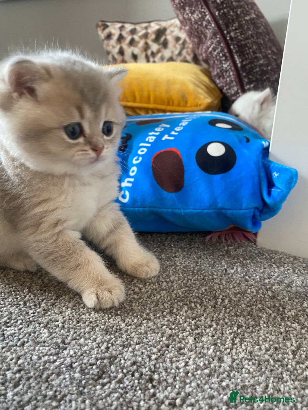 British Longhair cats for sale: ✨ Three adorable British Short/longhair kittens  - Image 14