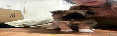 Pomsky 1