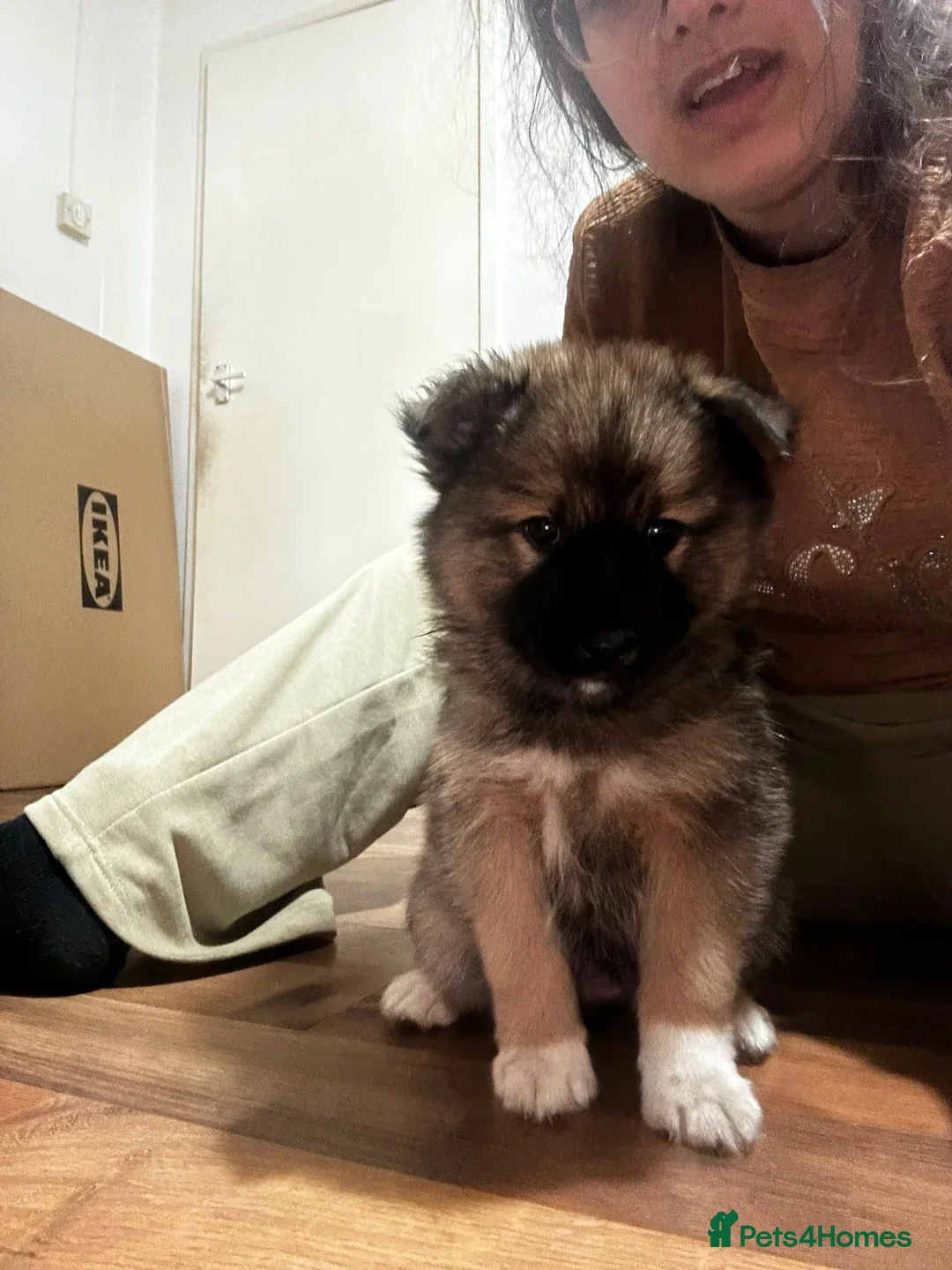Pomsky dogs for sale: Husky/Pomsky puppies for sale - Advert 10