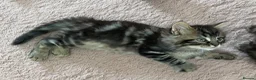 British Longhair cats for sale: 4 adorable kittens - Advert 21