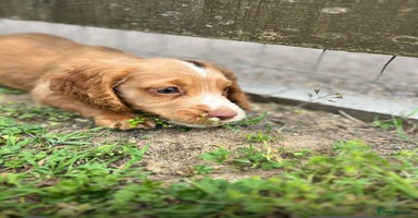 Cocker Spaniel dogs - Advert 8