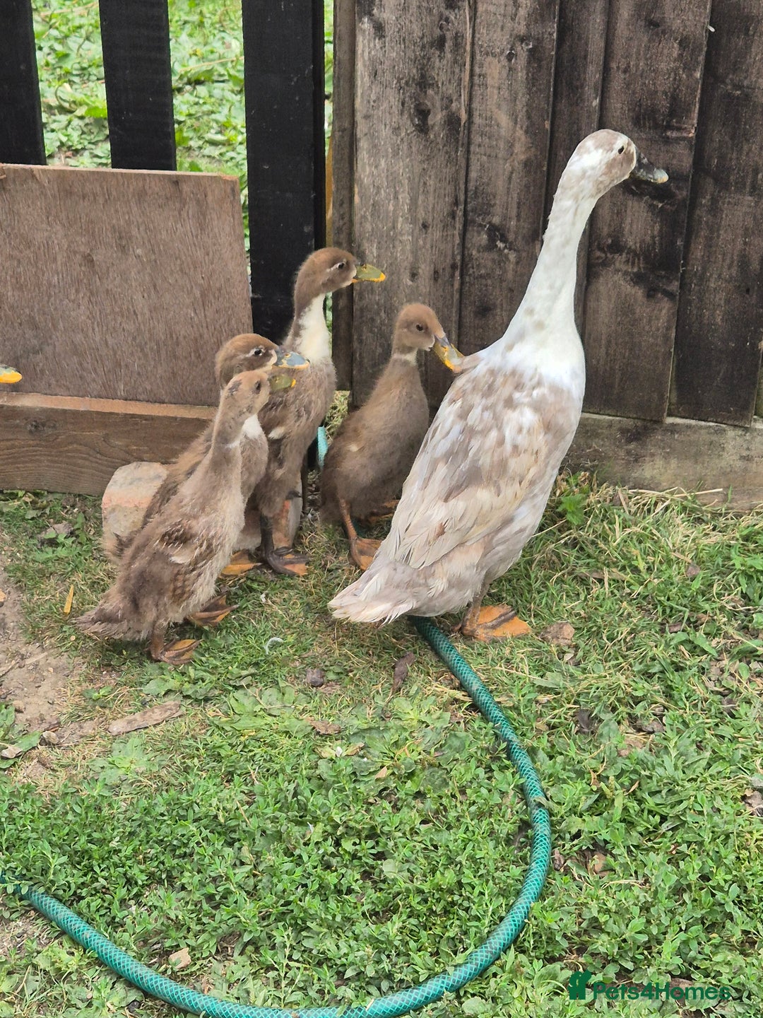 Ducks poultry for sale: Indian runner ducklings/pikin bantam's - Image 3