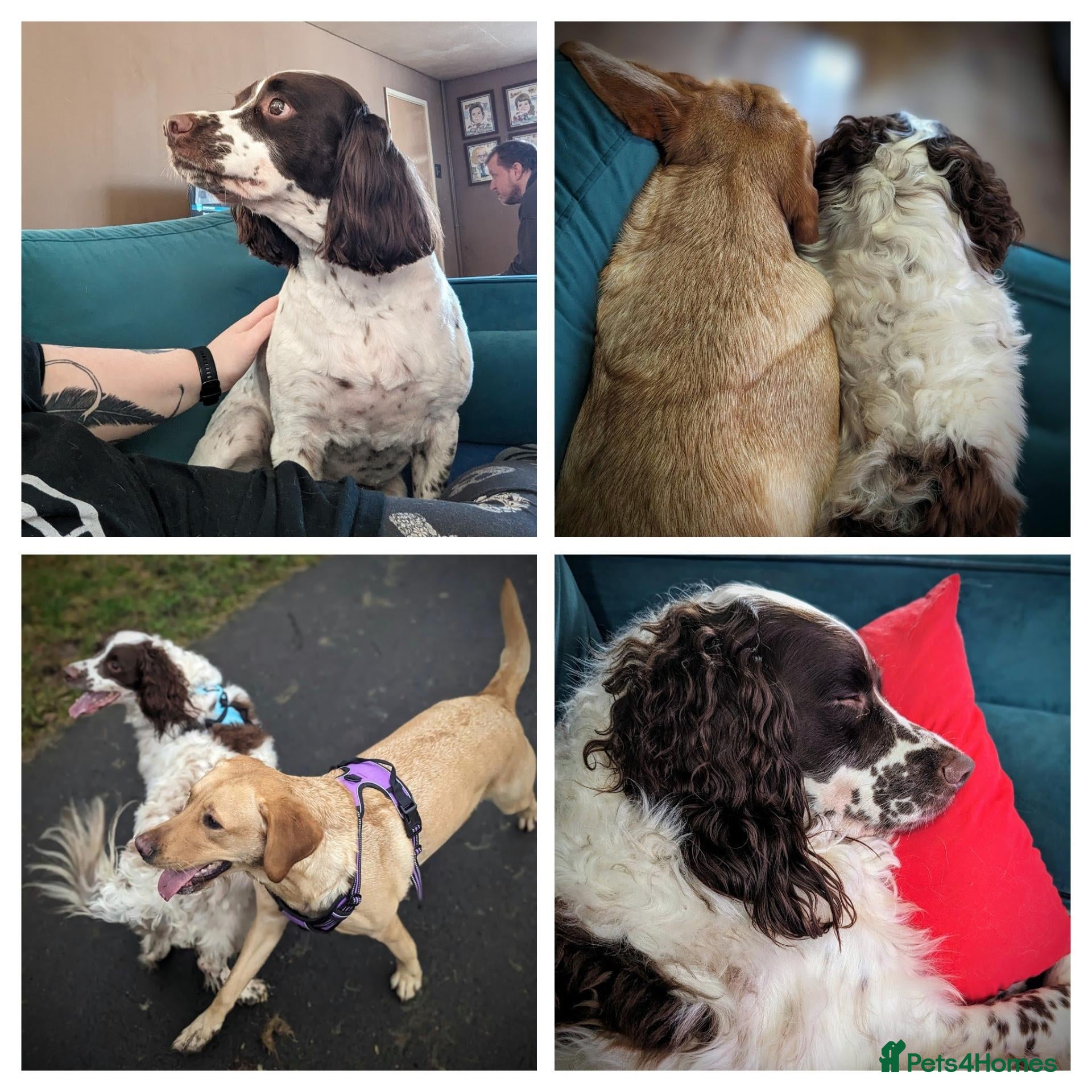 Labrador Retriever dogs Springer male and Labrador female  - Advert 4