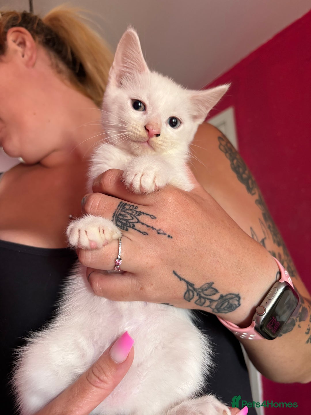 Mixed Breed cats for sale: 2 kittens left  - Image 6
