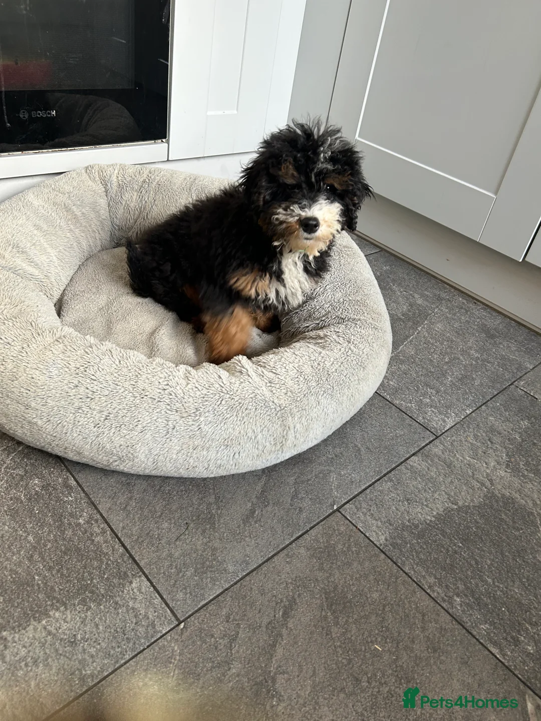 Mixed Breed dogs for sale: 🌟🌟Stunning Australian Cavapoo Puppies 🩷💙 m - Advert 10