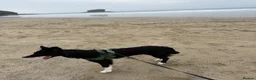 Border Collie dogs for sale: 8 month old border collie.  - Advert 3