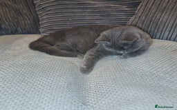 Scottish Fold cats for sale: Stunning kitten for rehomeing  - Image 2