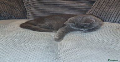Scottish Fold cats - Advert 16