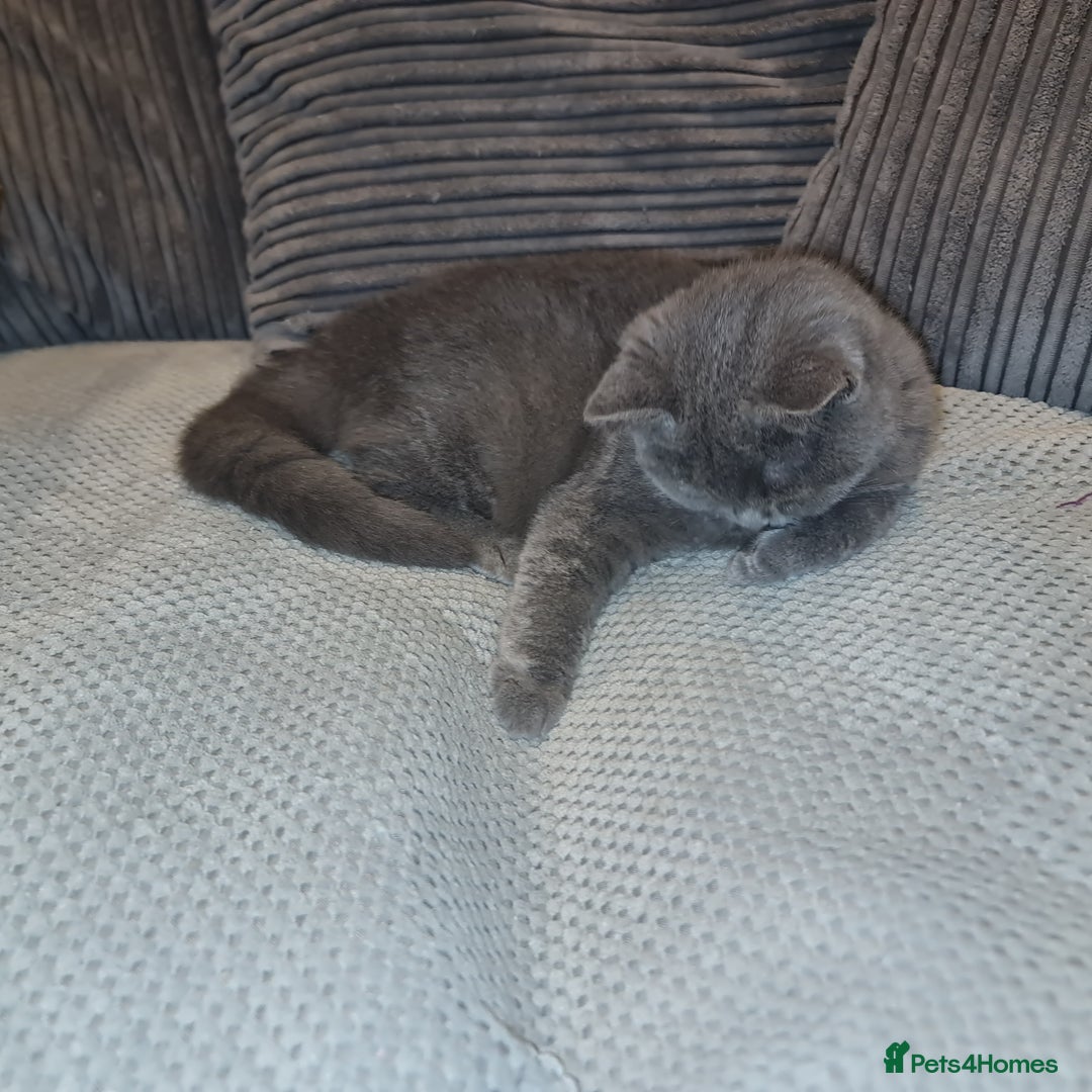 Scottish Fold cats for sale: Stunning kitten for rehomeing  - Image 2