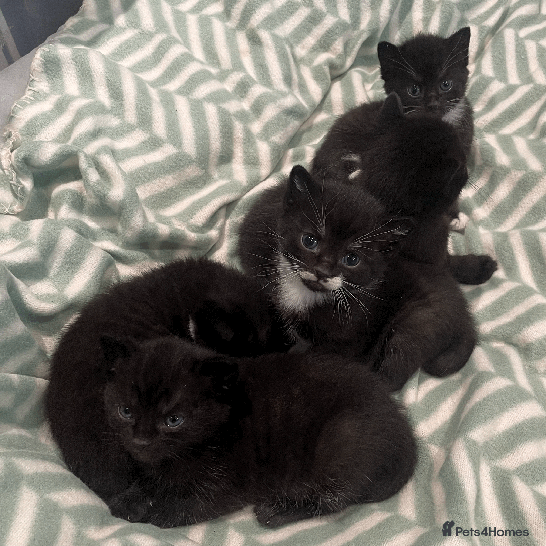 Domestic Shorthair cats for sale: Gorgeous Black/White Domestic Shorthairs Available - Image 1