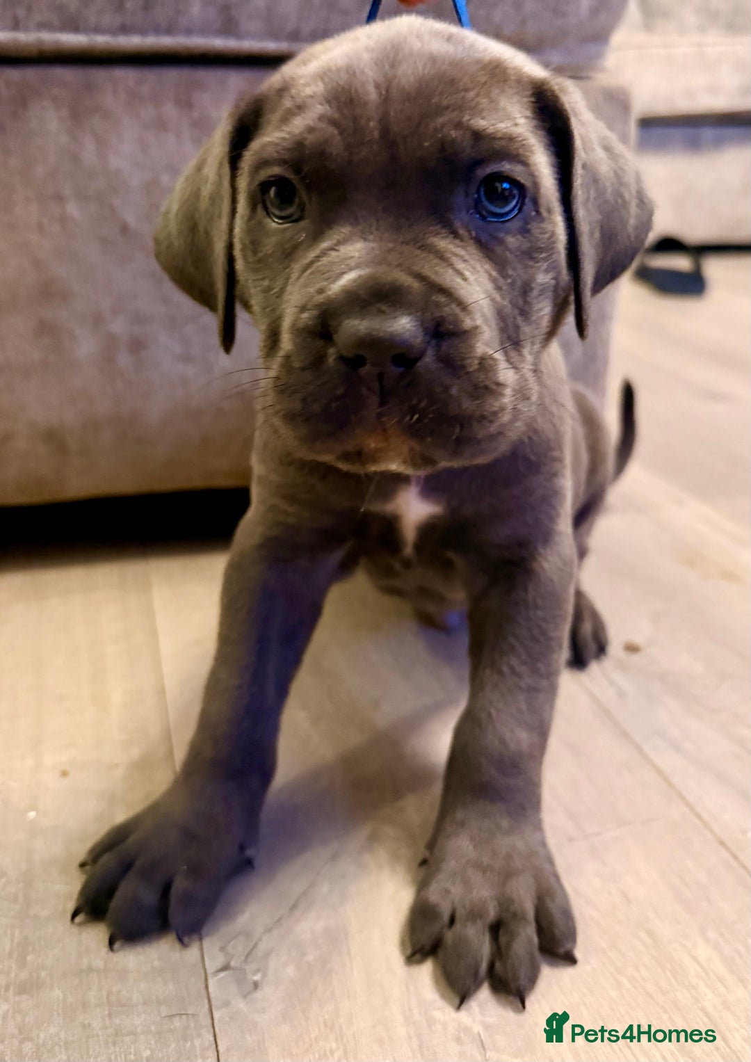 Cane Corso dogs for sale: Exceptional, Champion Bloodline Cane Corso Puppies - Advert 37