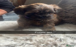 Shihpoo dogs for sale: For sale 5 stunning shihpoo puppies - Image 5