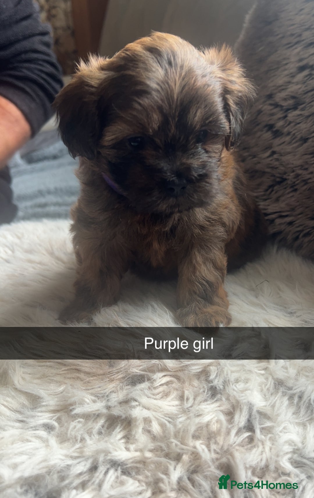 Shihpoo dogs for sale: For sale 5 stunning shihpoo puppies - Image 5