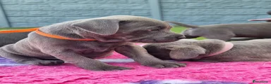 Staffordshire Bull Terrier 2