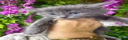 Maine Coon cats for sale: Mainecoons  - Advert 6