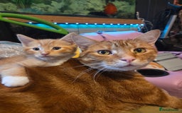 Mixed Breed cats for sale: Beautiful kittens ready to go - Image 2