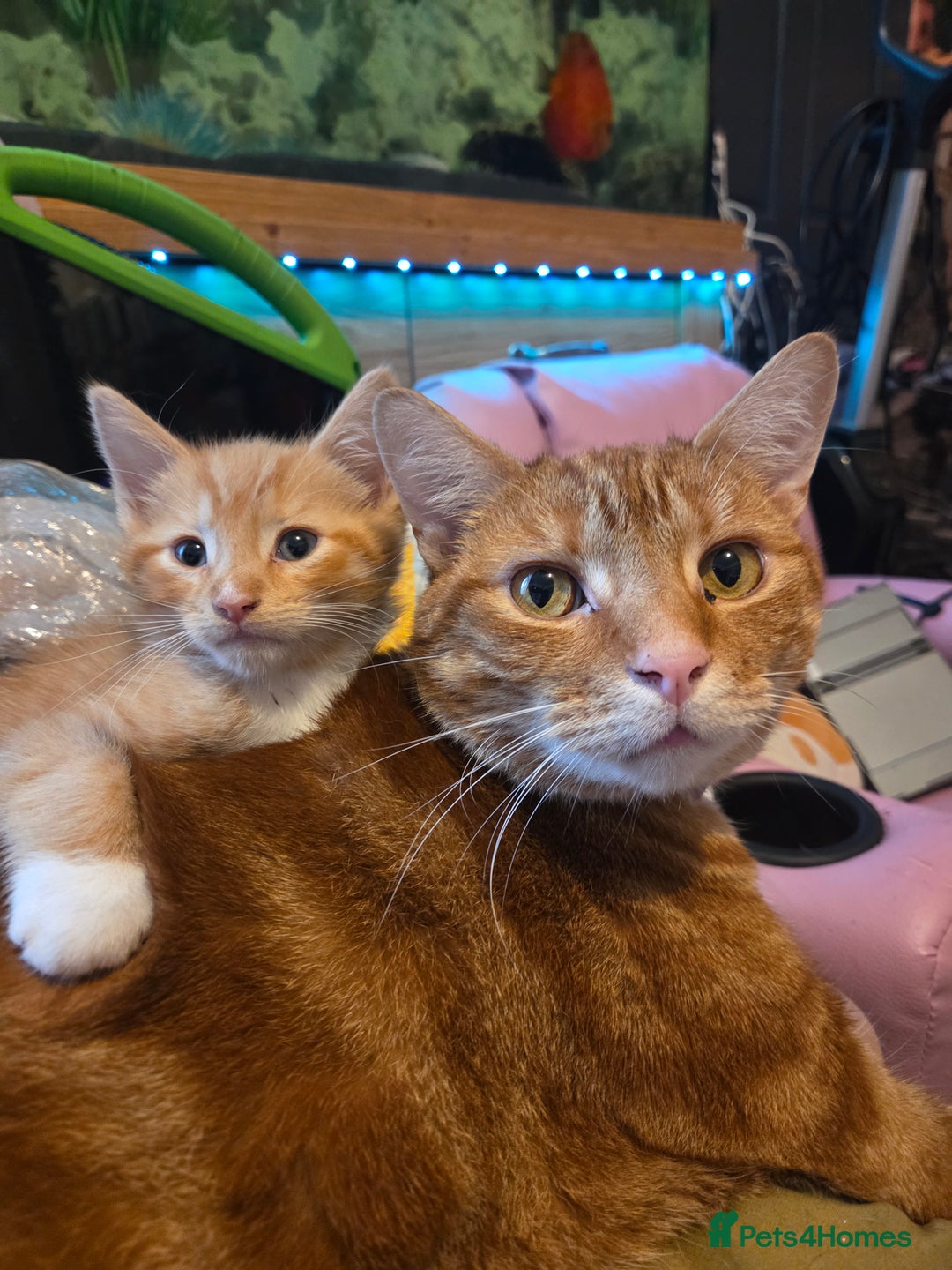 Mixed Breed cats for sale: Beautiful kittens ready to go - Image 2