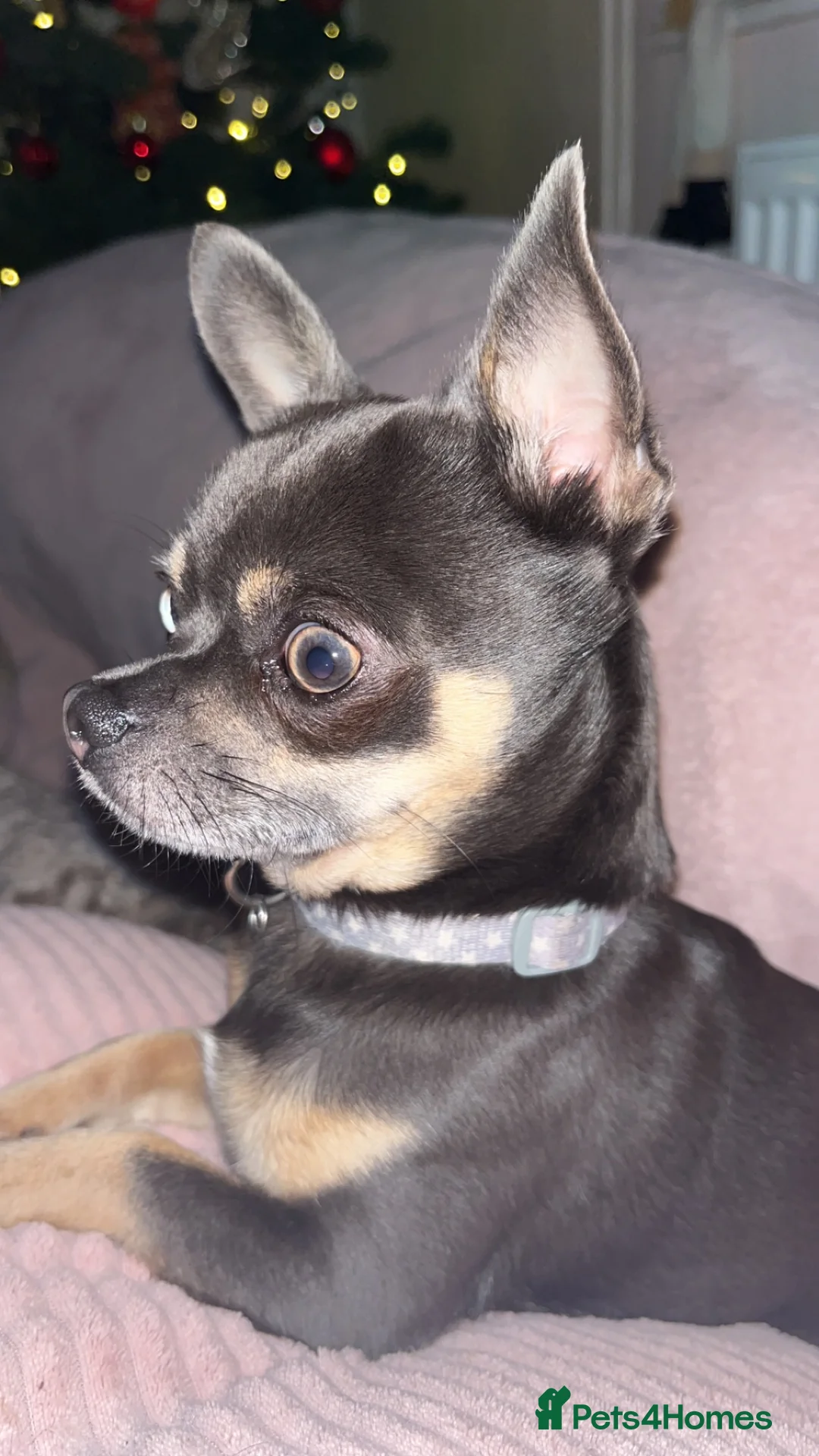 Chihuahua dogs for stud: Small chihuahua stud only not for sale proven  in Bury Saint Edmunds - Advert 17