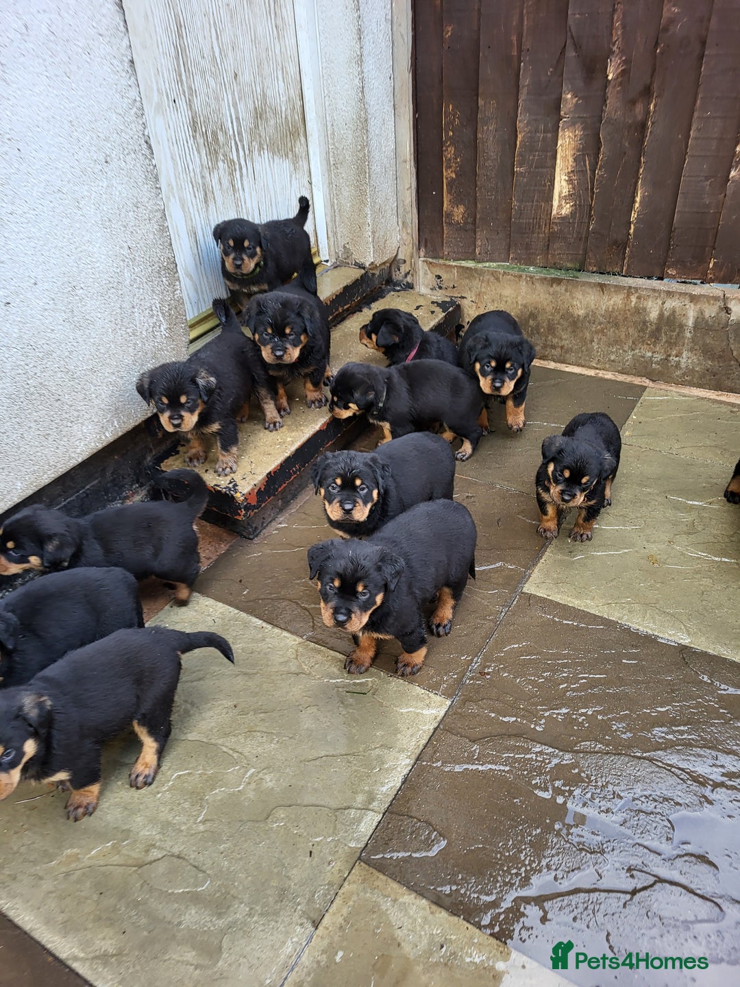 Rottweiler dogs for sale: Rotty pupps for sale 13 ( 6 girl 6 boy) left - Advert 7