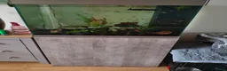 Other/Mixed Breed fish for sale: Full set up - Advert 3