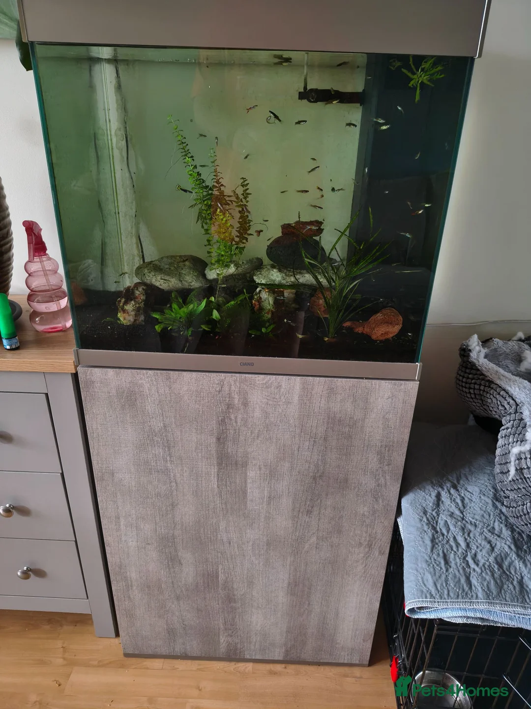 Other/Mixed Breed fish for sale: Full set up - Advert 3