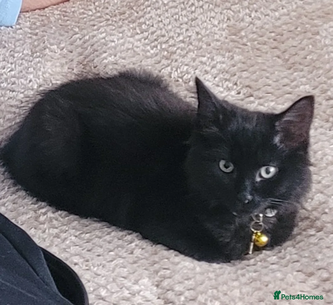 Mixed Breed cats for sale: 2 Fluffy Black kittens-FOR FREE - Advert 2