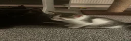 British Longhair cats for sale: 6 loved kittens  - Advert 15