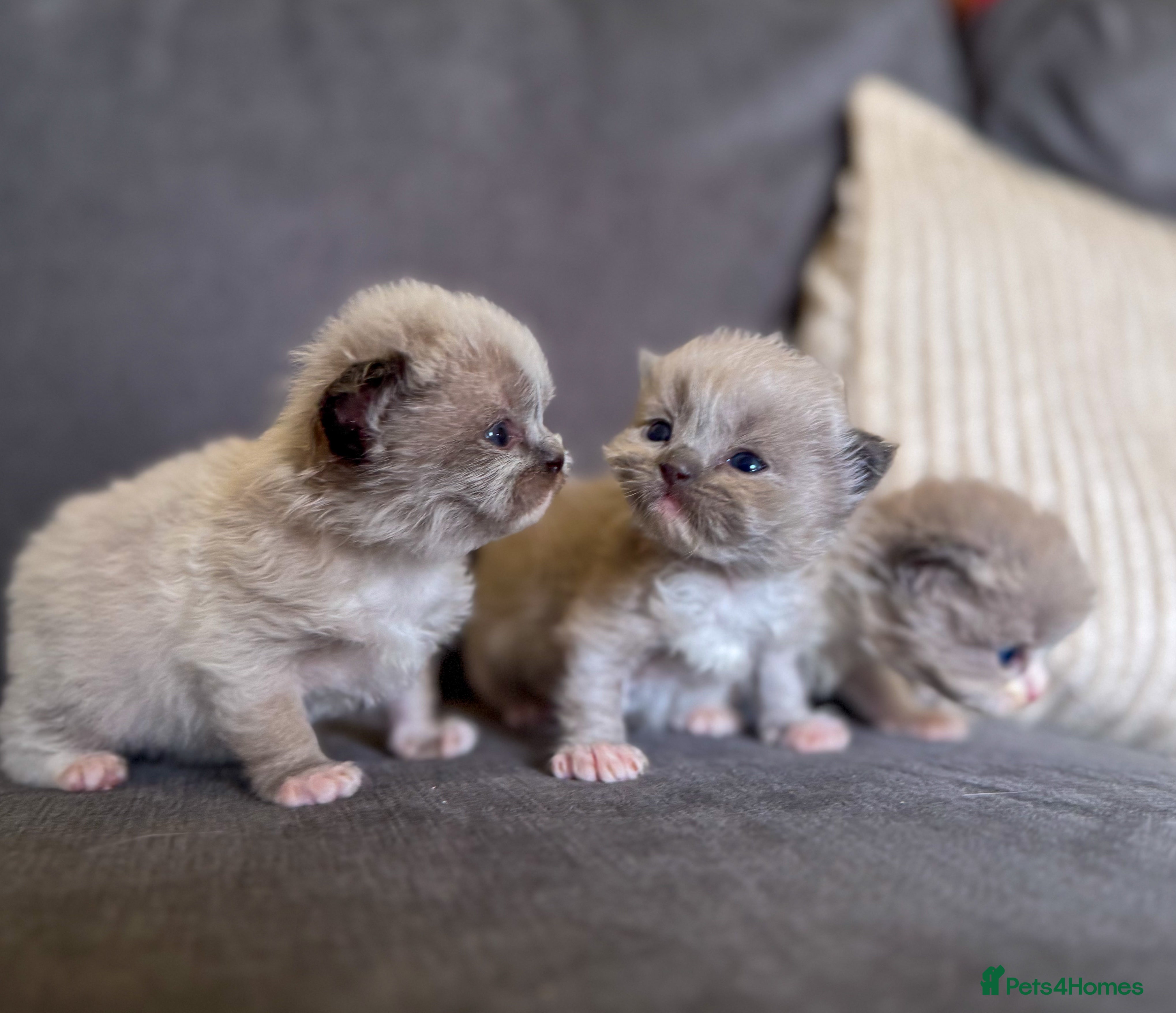 Ragdoll cats Mink Ragdolls  - Advert 16