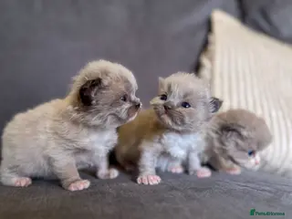 Ragdoll cats Mink Ragdolls - Advert 16