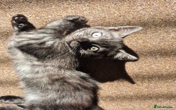 British Shorthair cats for sale: Black Short Haired Tabby Cross Breed Kitten - Image 4