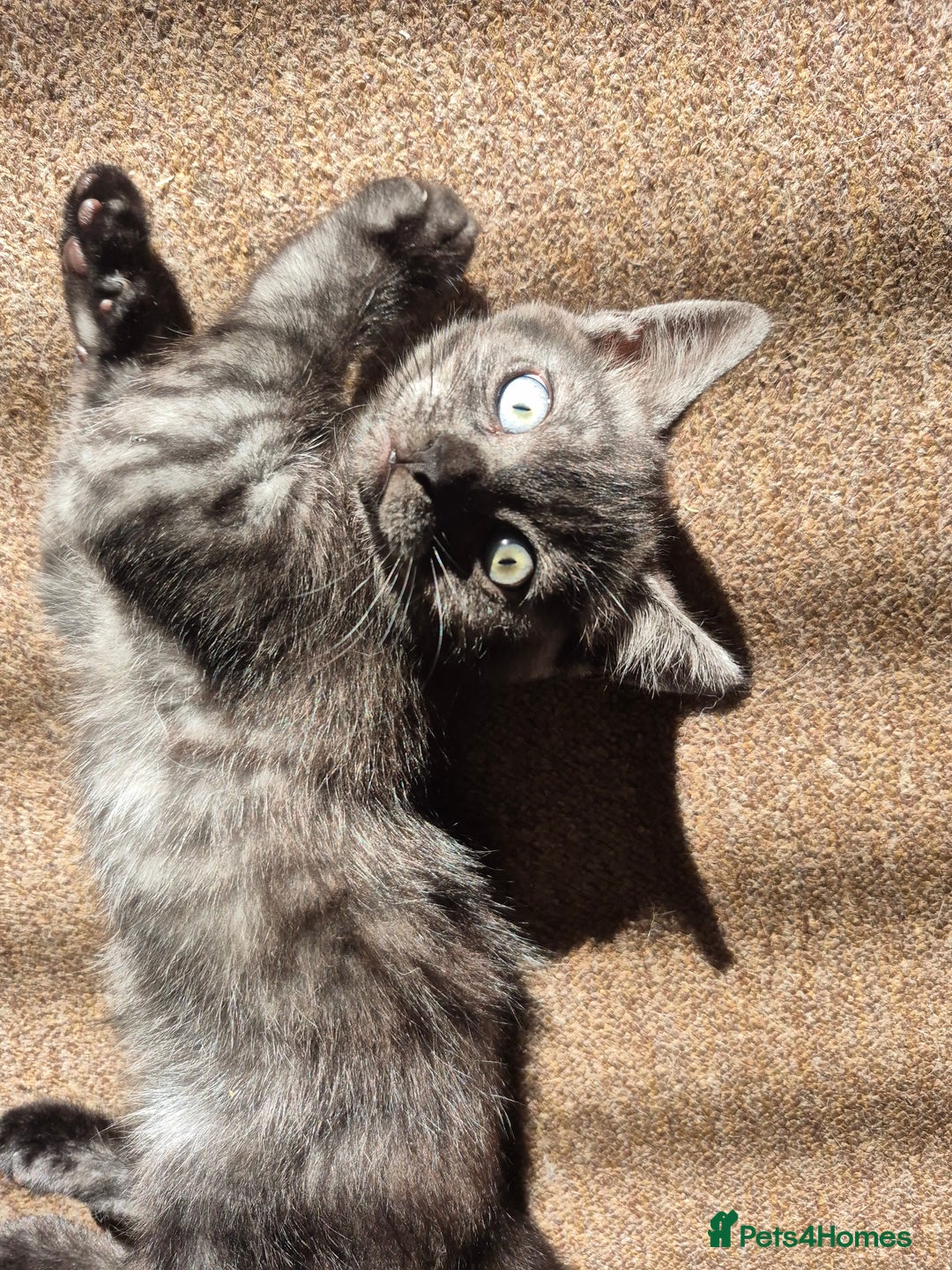British Shorthair cats for sale: Black Short Haired Tabby Cross Breed Kitten - Image 4