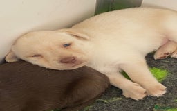 Labrador Retriever dogs for sale: Chocolate Labrador puppies  in Whitchurch - Image 2