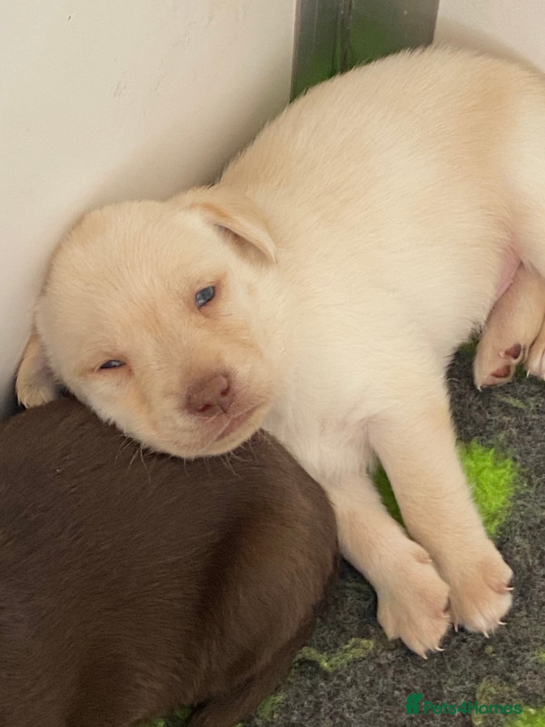 Labrador Retriever dogs for sale: Chocolate Labrador puppies  in Whitchurch - Image 2