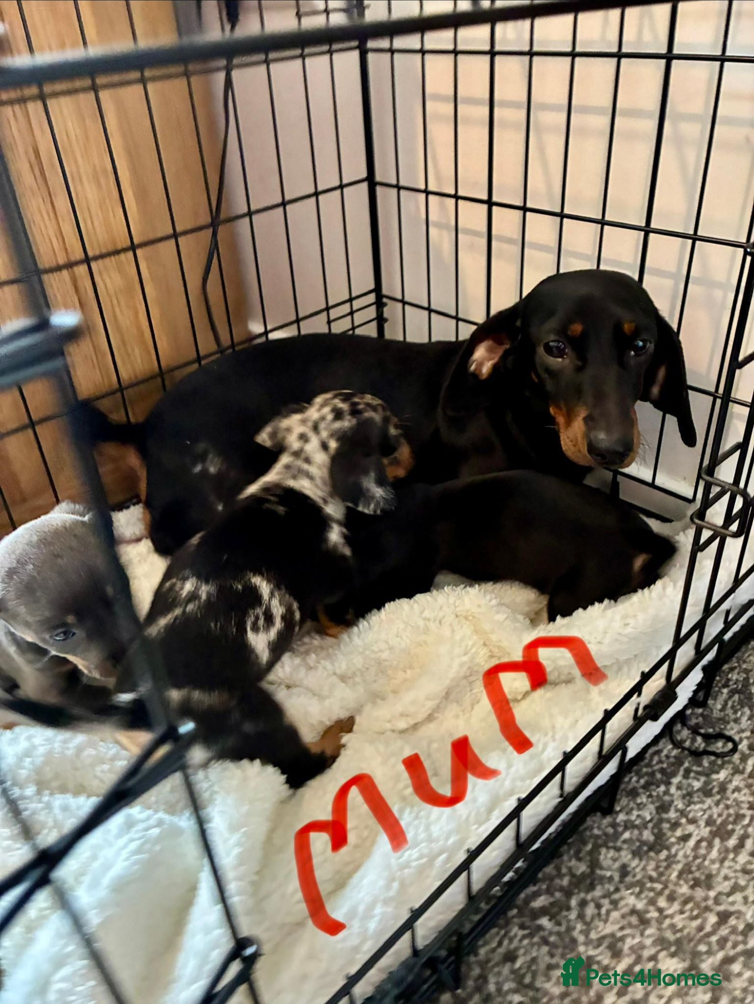 Miniature Dachshund dogs Miniature dachshund puppies - Advert 1