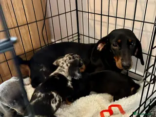 Miniature Dachshund dogs Miniature dachshund puppies - Advert 1