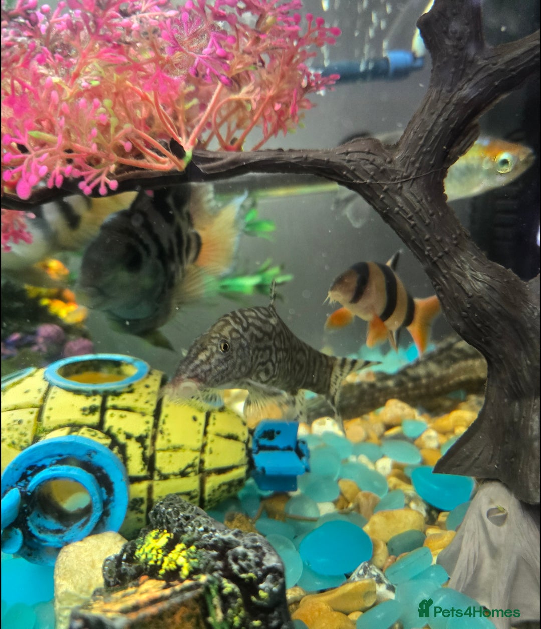 Cichlids fish for sale: Selling our lovely fish with full setup - Image 6