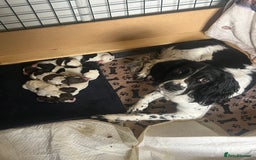 English Springer Spaniel dogs for sale: 6 gorgeous KC reg ESS puppies  - Image 3