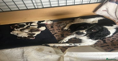 English Springer Spaniel dogs - Advert 8