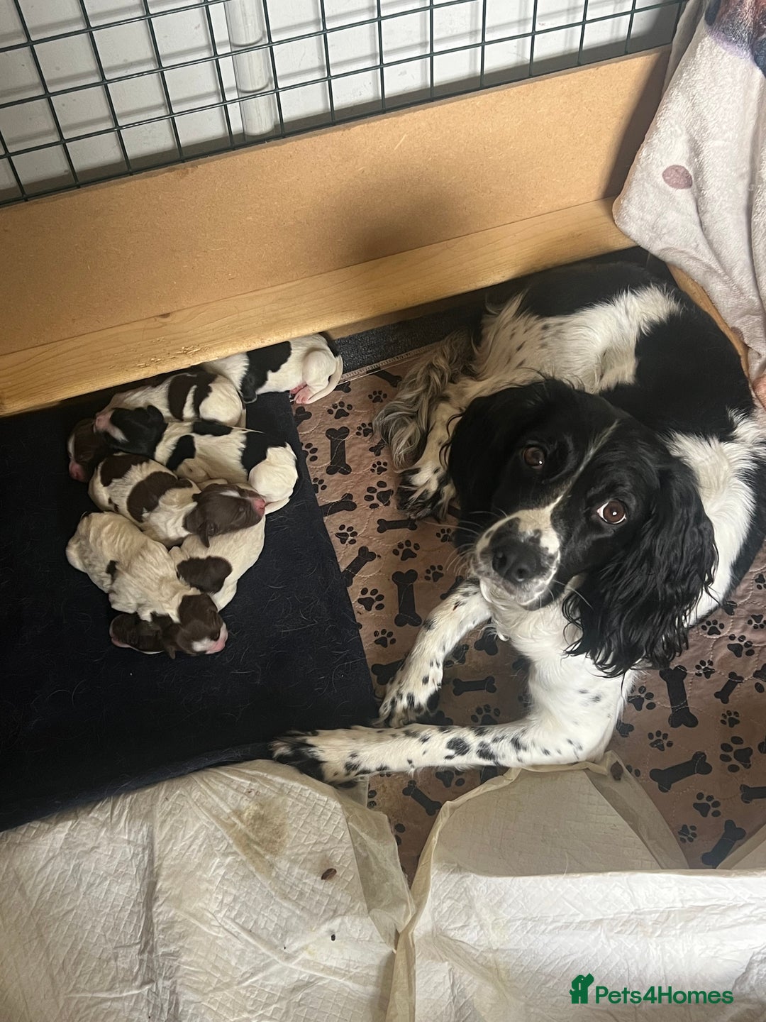 English Springer Spaniel dogs for sale: 6 gorgeous KC reg ESS puppies  - Image 3