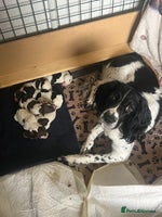 English Springer Spaniel dogs - Advert 15