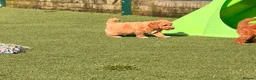 Poochon dogs for sale: Gorgeous Poochon boys ready now - Advert 5