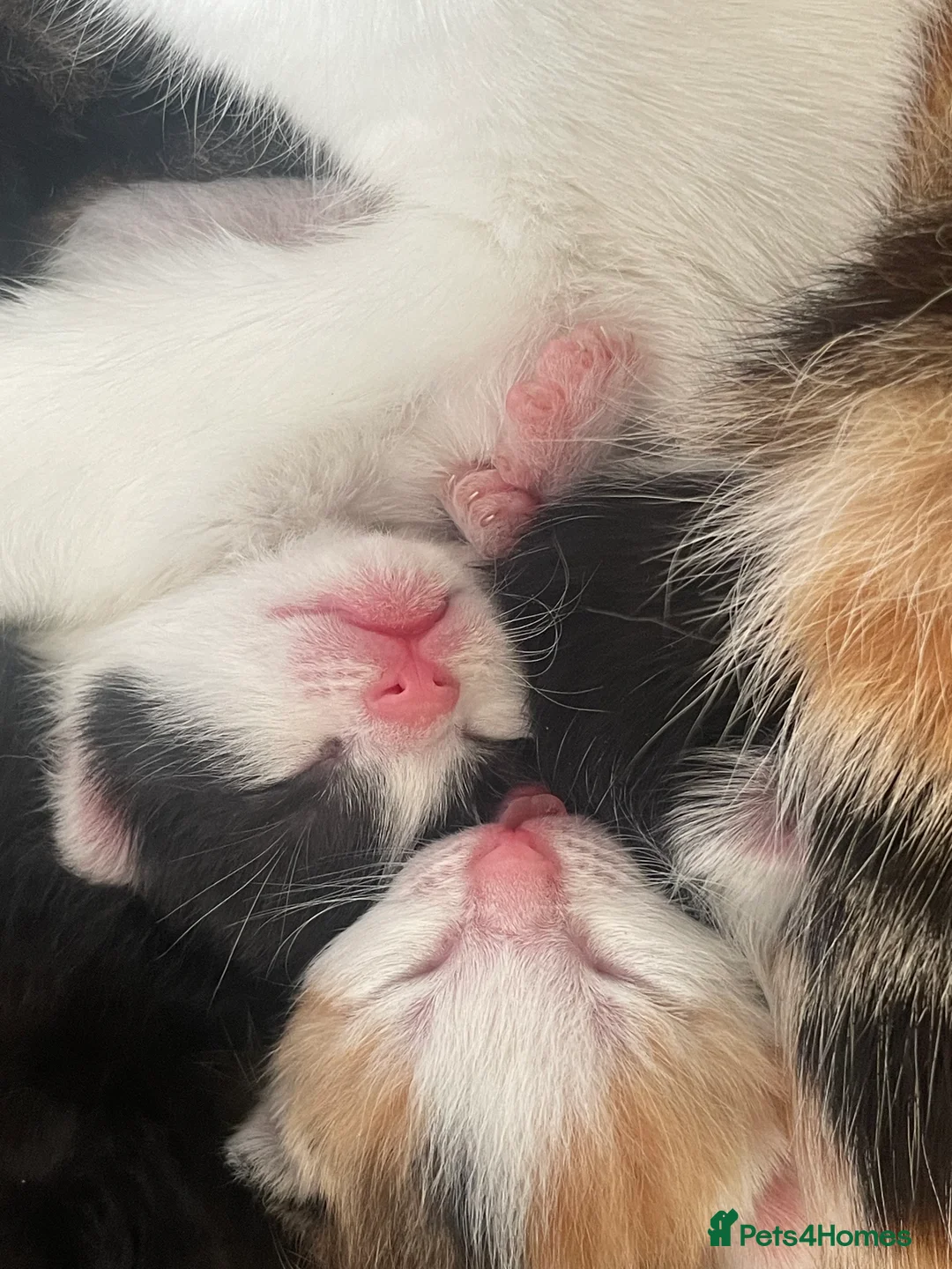 Mixed Breed cats for sale: 5 kittens for sale, mixed breed, mixed colours in Hengoed - Advert 2