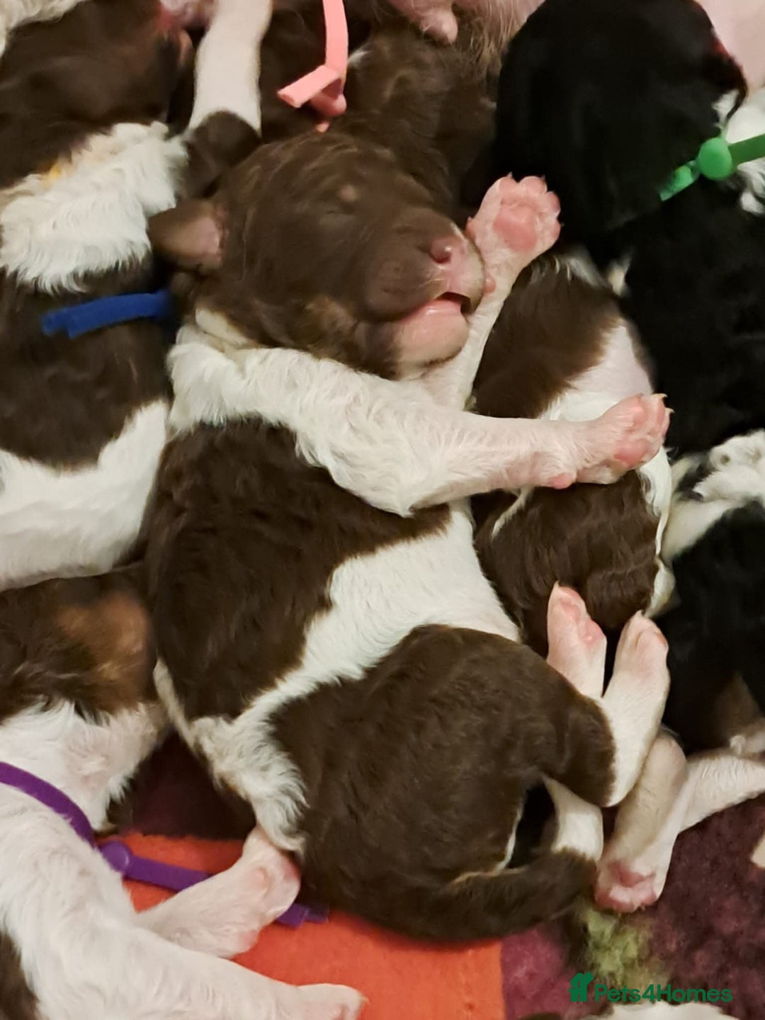 Standard Poodle dogs for sale: Beautiful KC registered parti tris - Advert 15