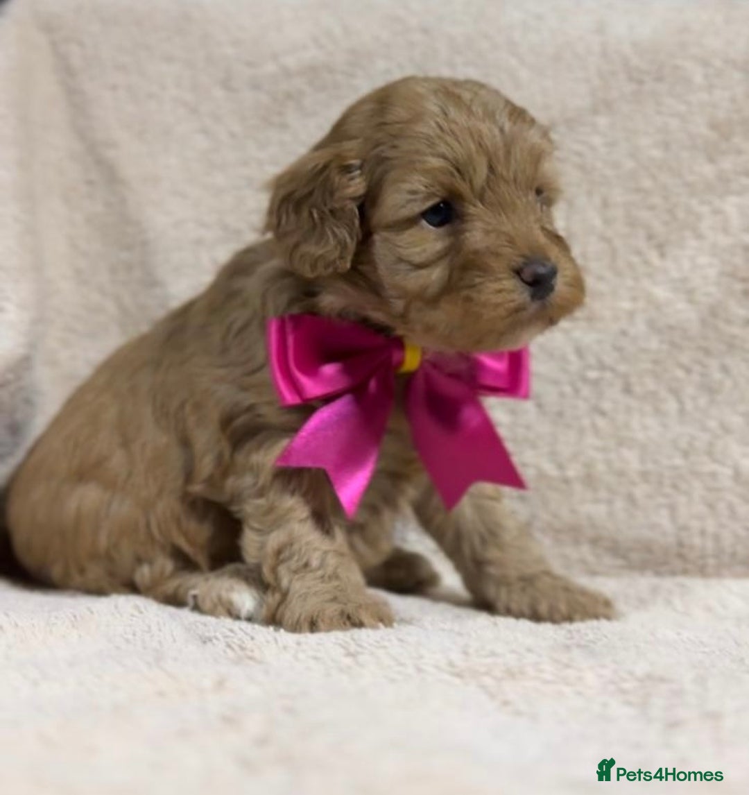 Shihpoo dogs for sale: Beautiful Shihpoo x Poodle Puppies - Image 3