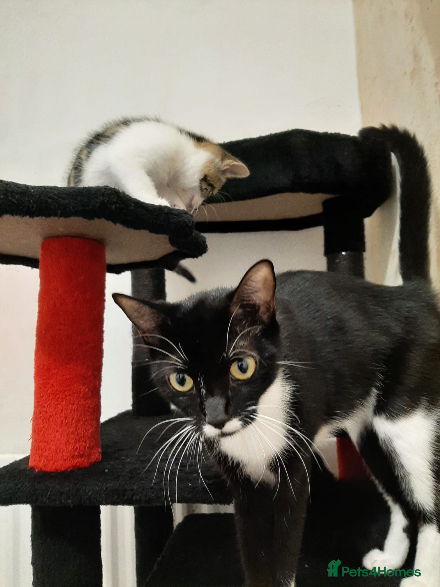 Domestic Shorthair cats 2 kittens 1 make 1 female - Advert 8