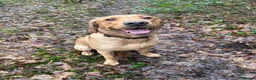 Labrador Retriever dogs for sale: Beautiful 1year old Labrador  in Ammanford - Advert 1