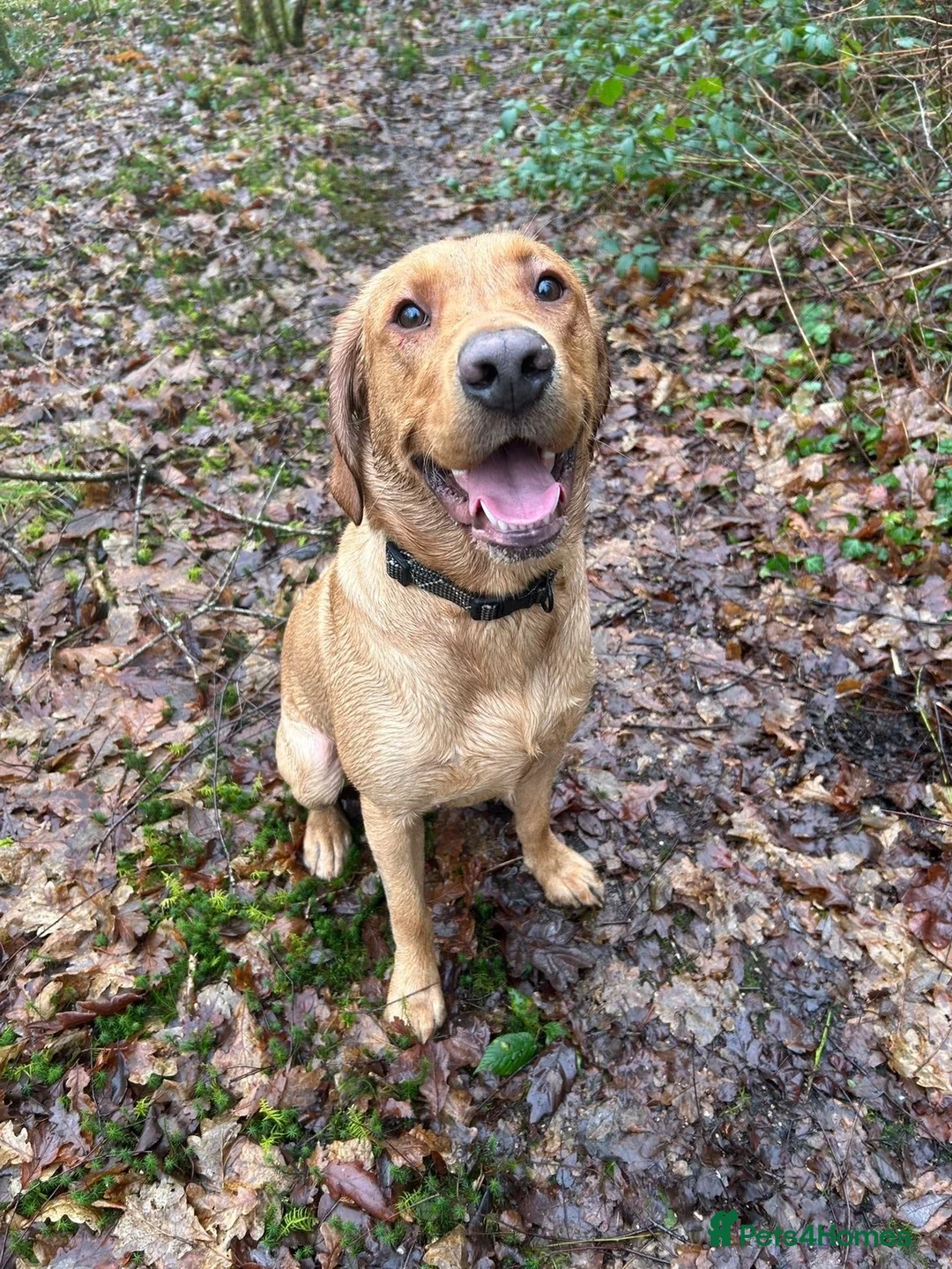 Labrador Retriever dogs for sale: Beautiful 1year old Labrador  in Ammanford - Advert 1