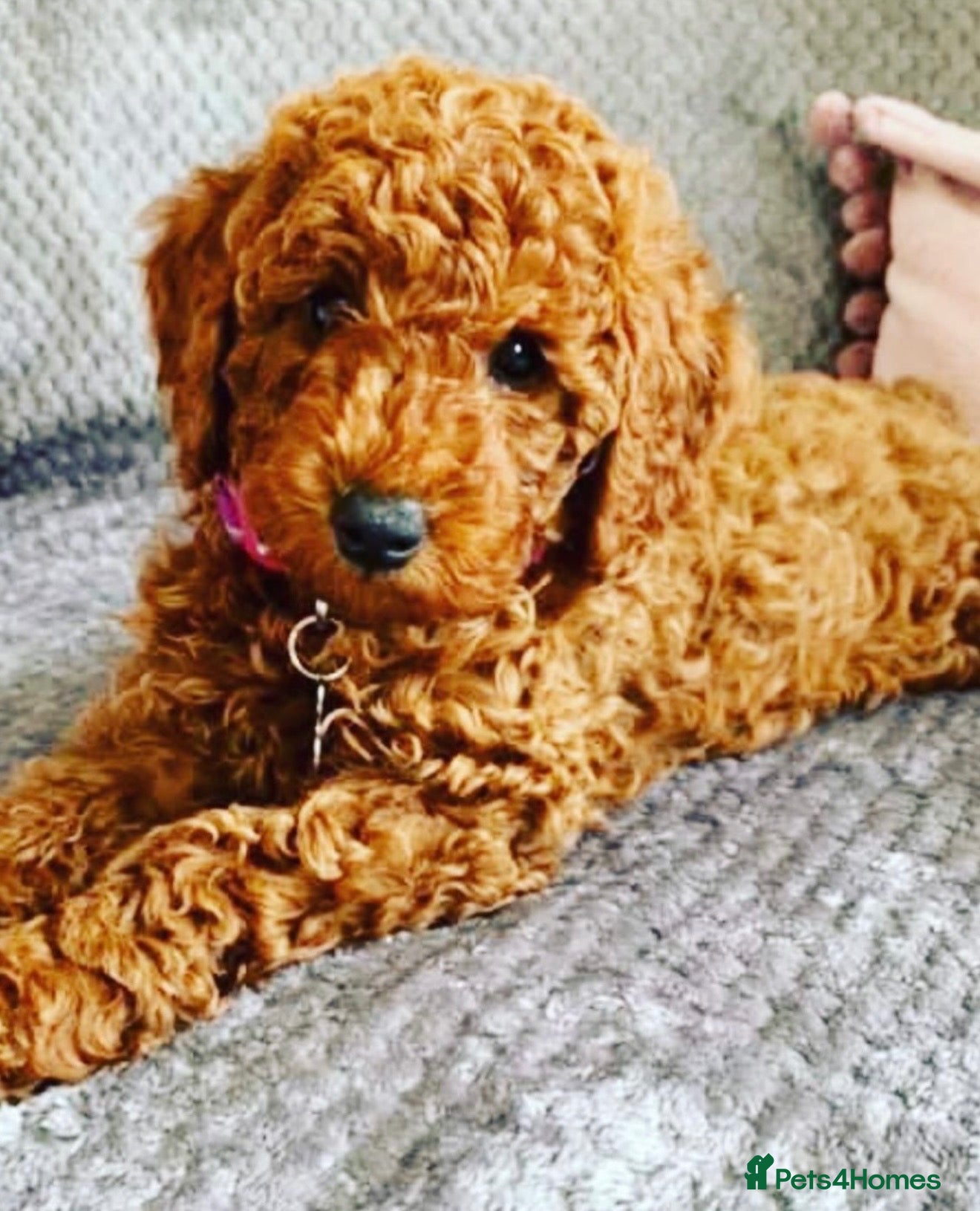 Cockapoo dogs Adorable cockapoo pups - Advert 1