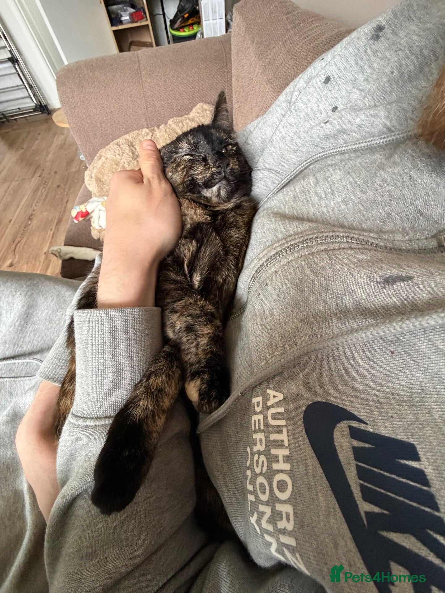 Domestic Shorthair cats Mum and daughter cat  - Advert 3